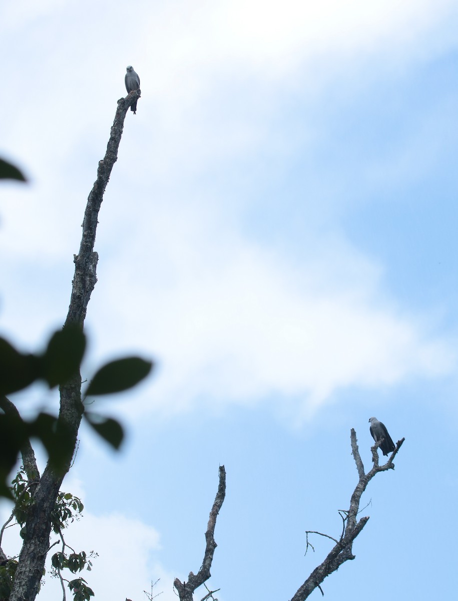 Mississippi Kite - ML637955151