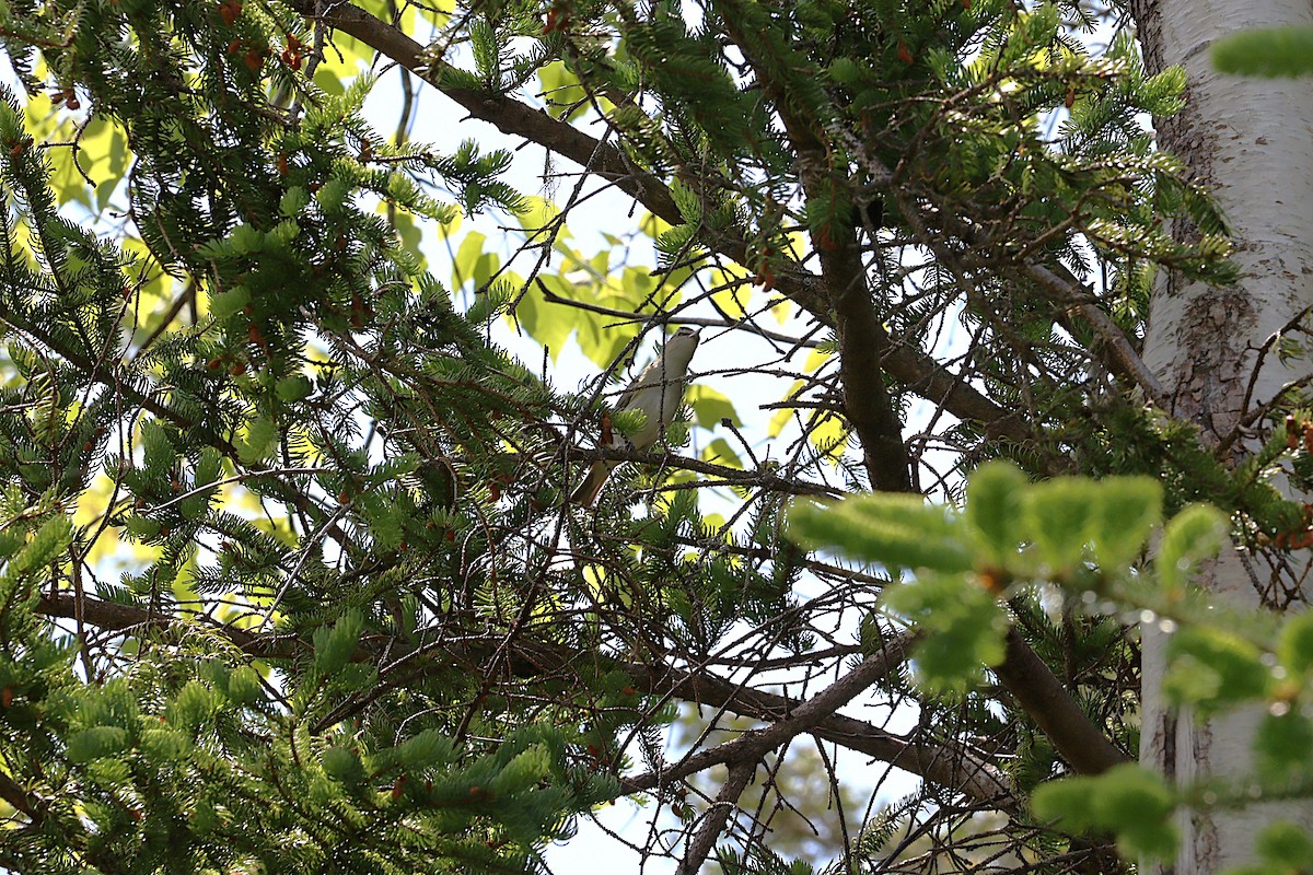 Red-eyed Vireo - ML637955166
