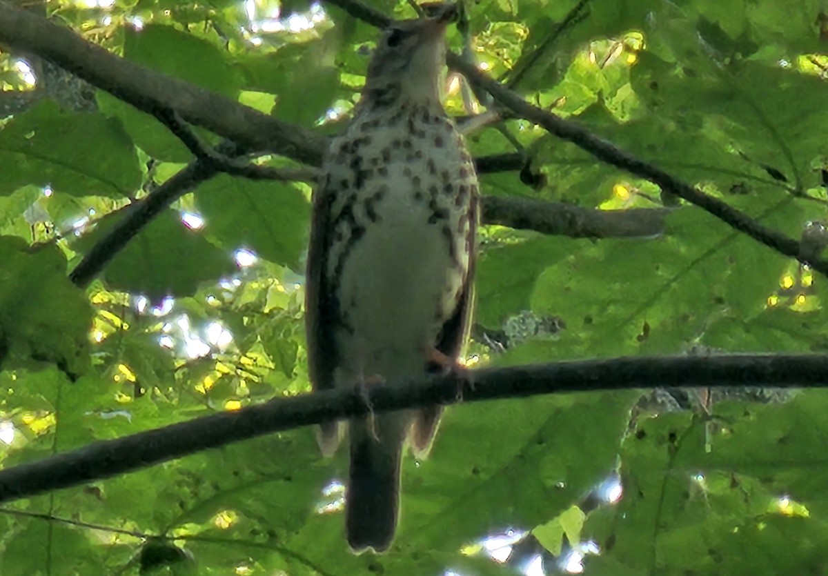 Wood Thrush - ML637955198