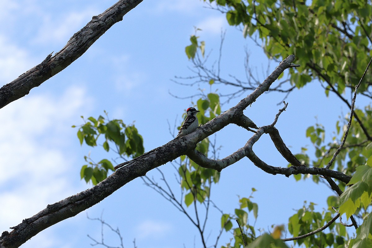 Downy Woodpecker - ML637955219