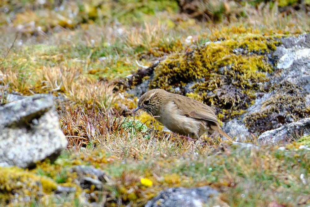 Streak-throated Canastero - ML637955224