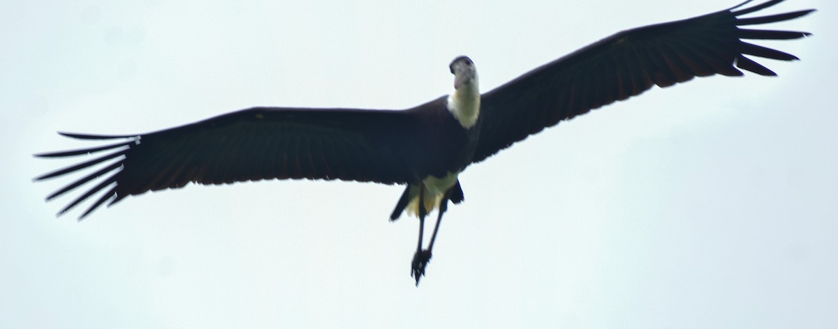 Asian Woolly-necked Stork - ML637955235
