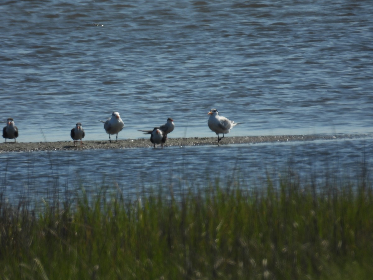 Kral Sumru - ML637955247