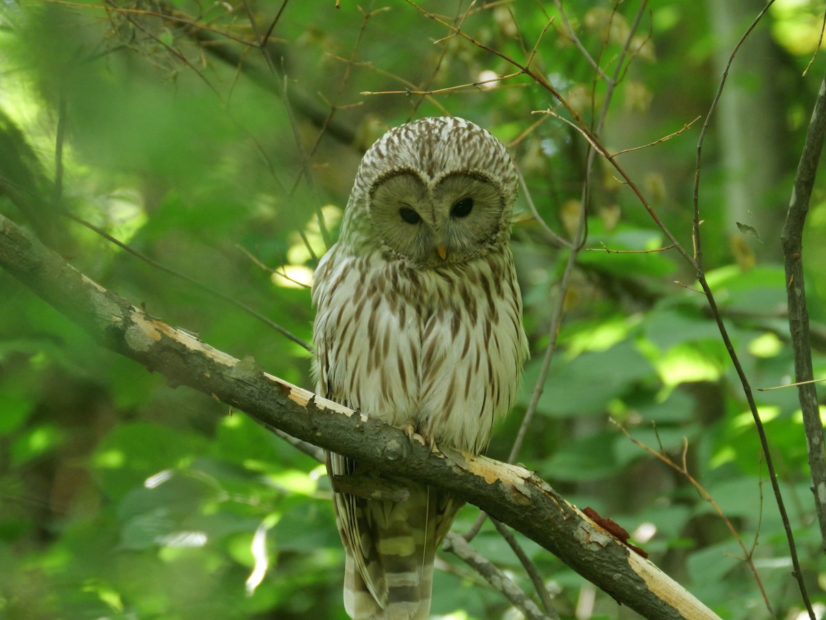 Ural Owl - ML637955262