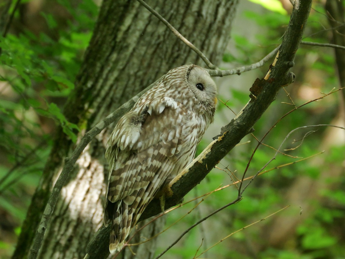 Ural Owl - ML637955265