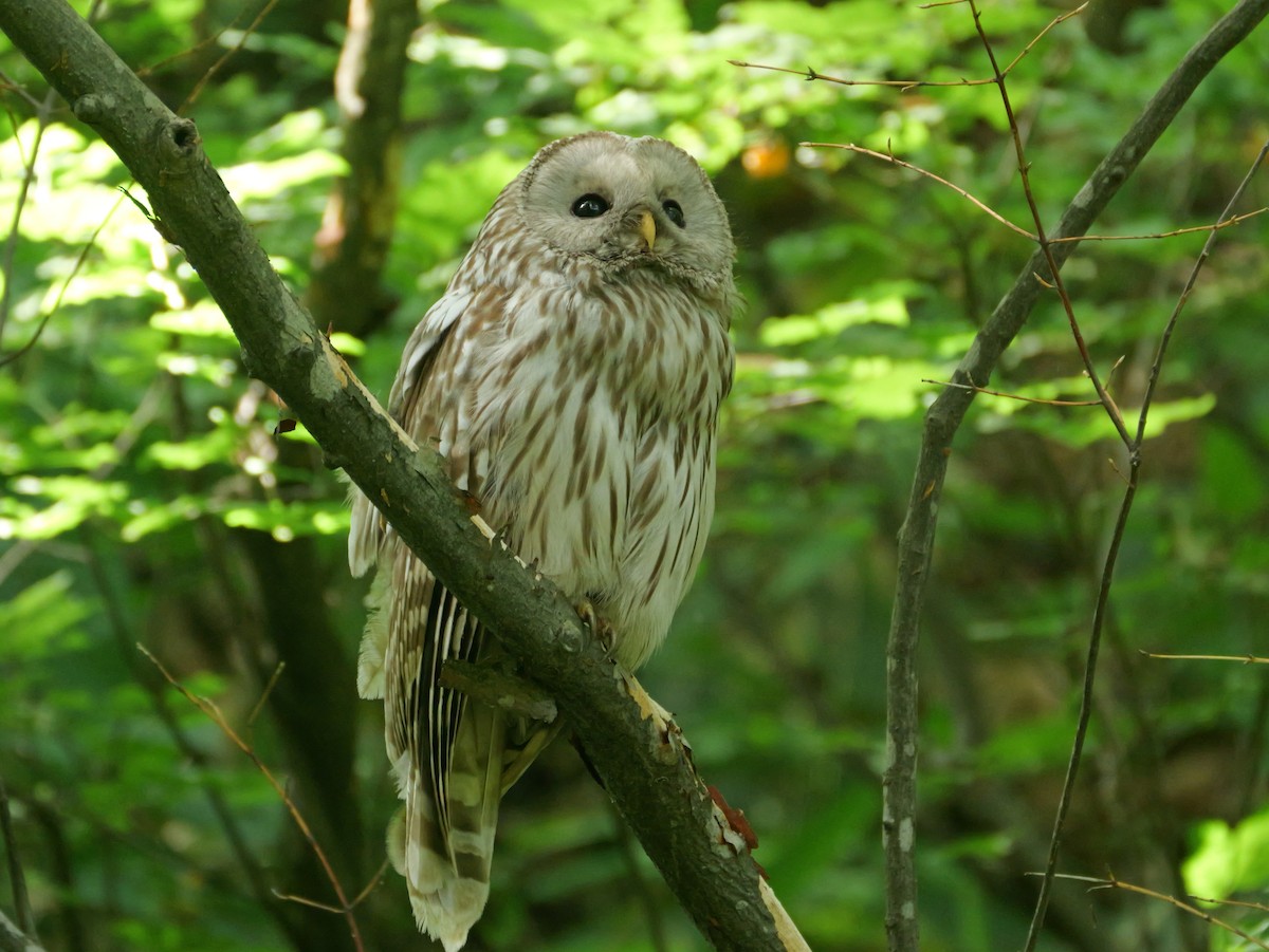 Ural Owl - ML637955271