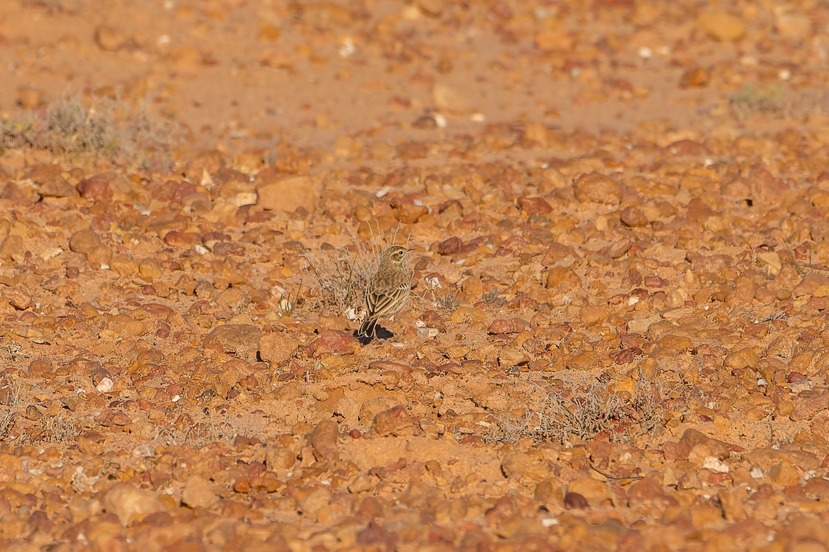 Australian Pipit - ML637955292