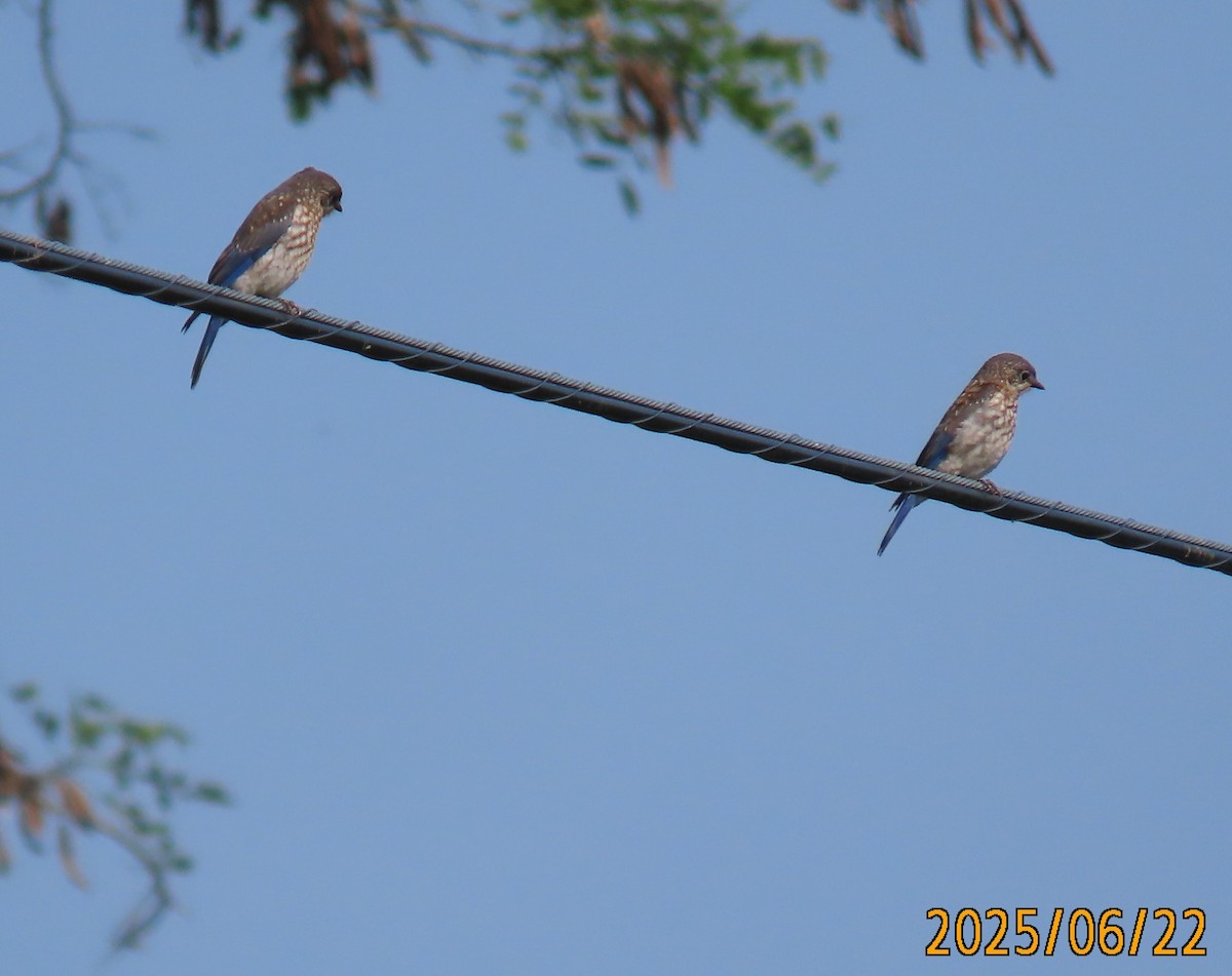 ルリツグミ - ML637955334