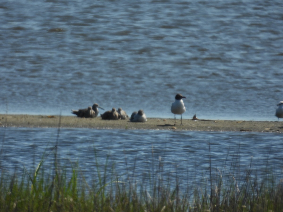 Boz Düdükçün - ML637955338