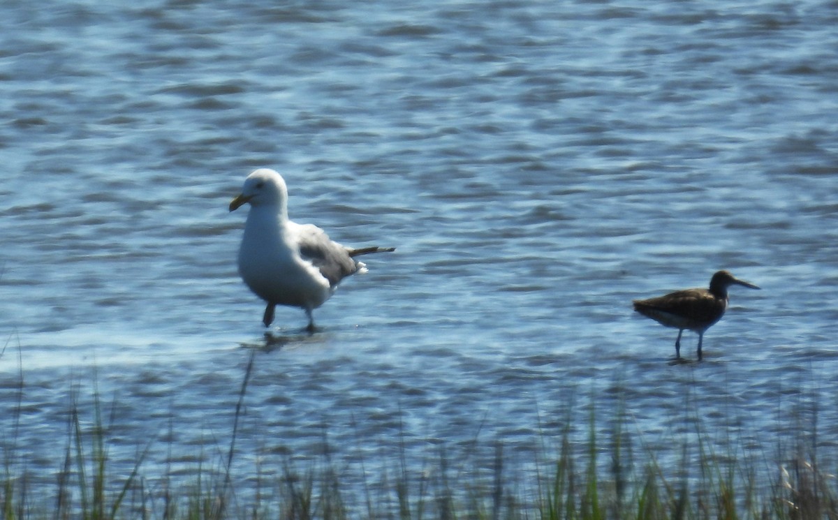 Boz Düdükçün - ML637955365