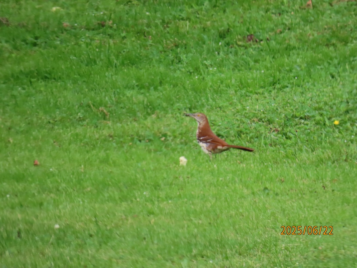 Brown Thrasher - ML637955389