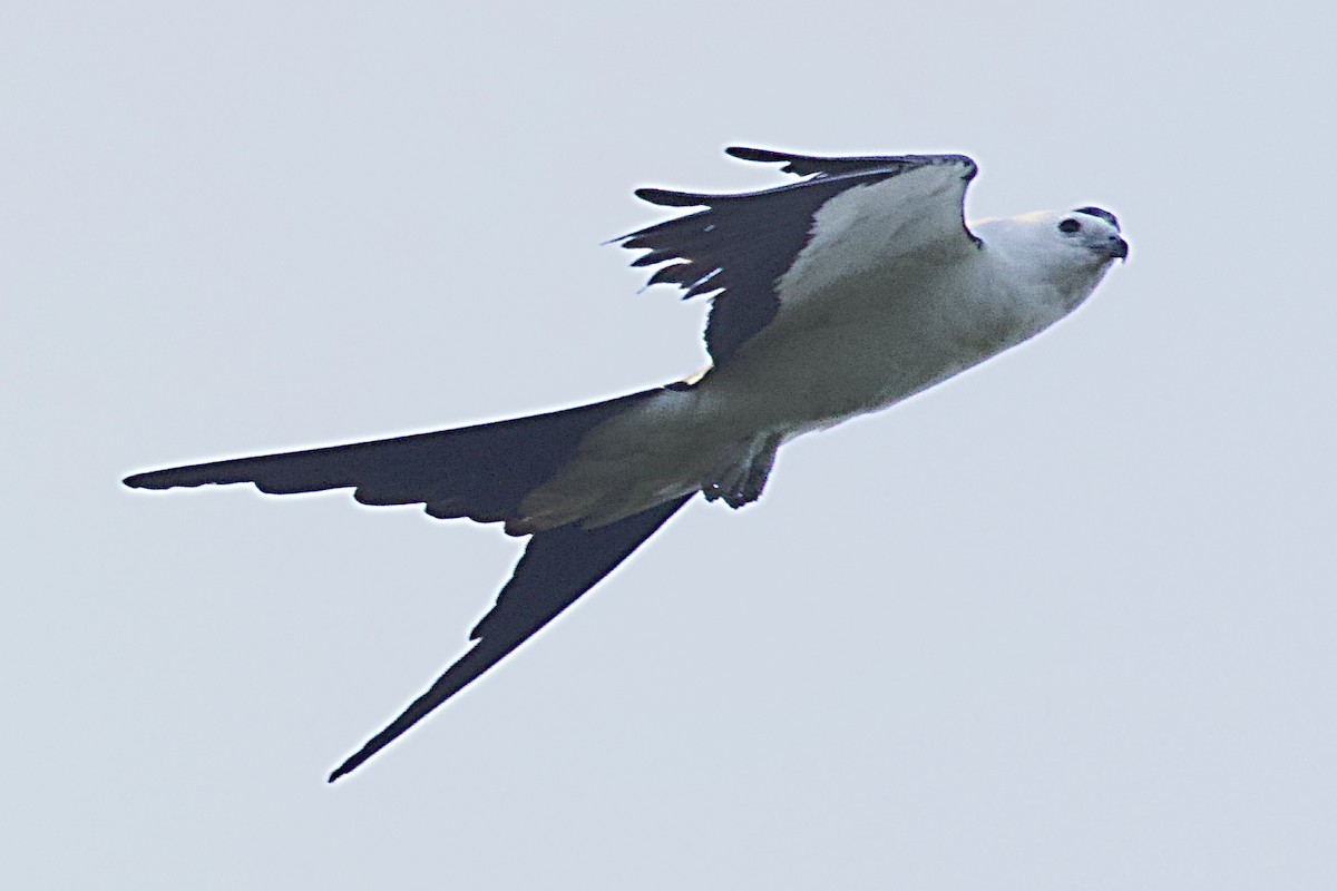 ツバメトビ - ML637955397