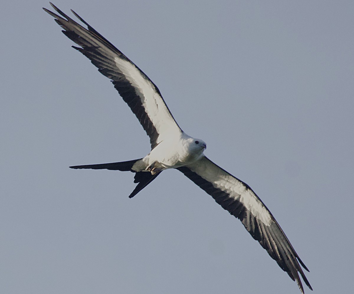 ツバメトビ - ML637955398