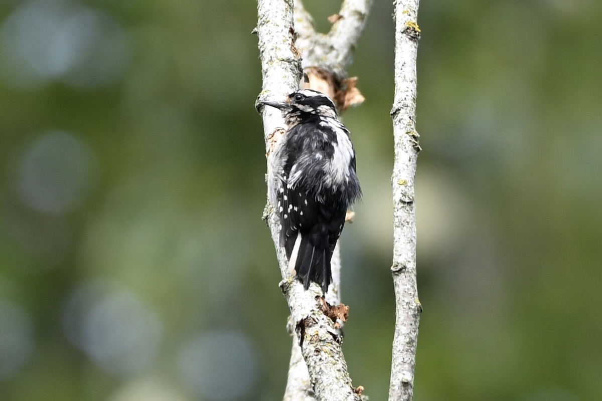 Downy Woodpecker - ML637955401