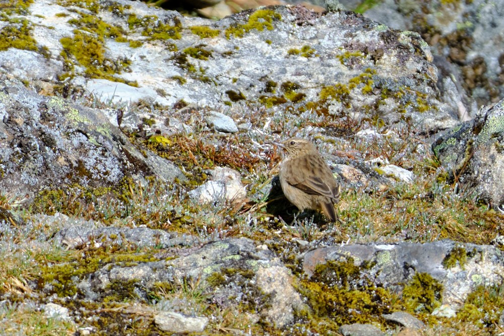 Streak-throated Canastero - ML637955519
