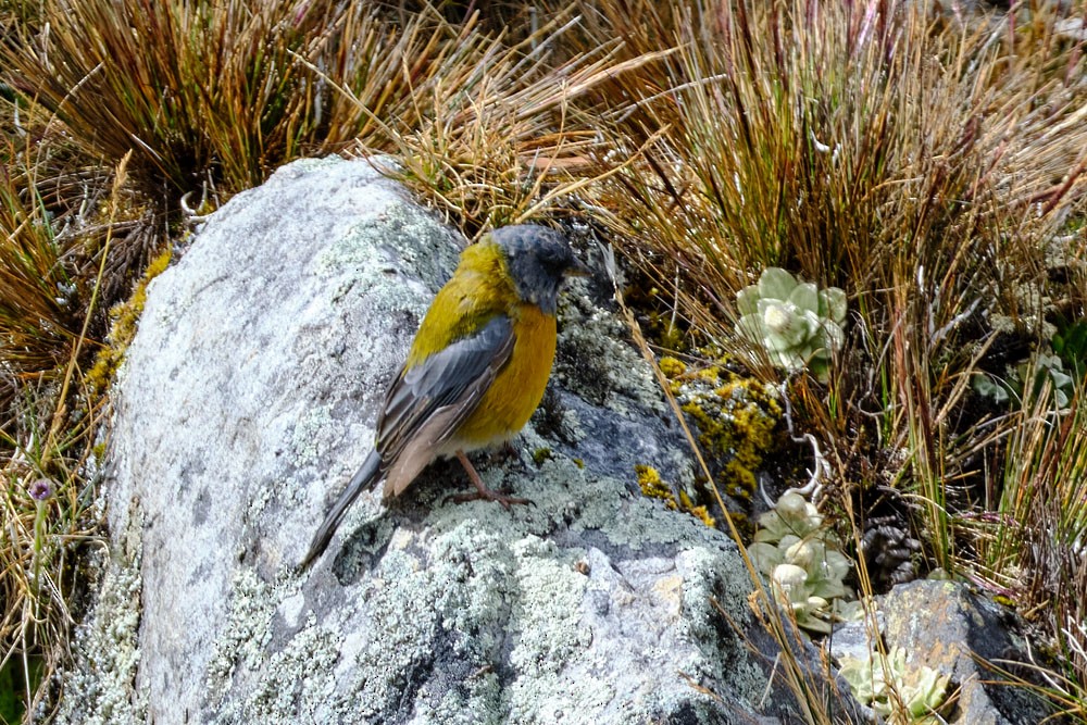 Peru And İspinozu - ML637955598