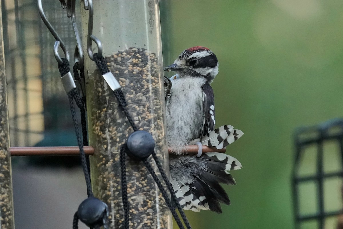 Downy Woodpecker - ML637955619