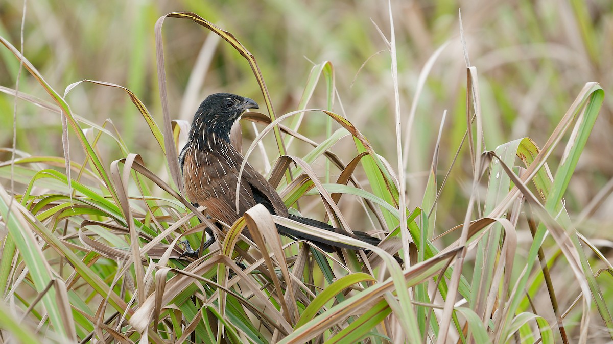 Lesser Coucal - ML637955626