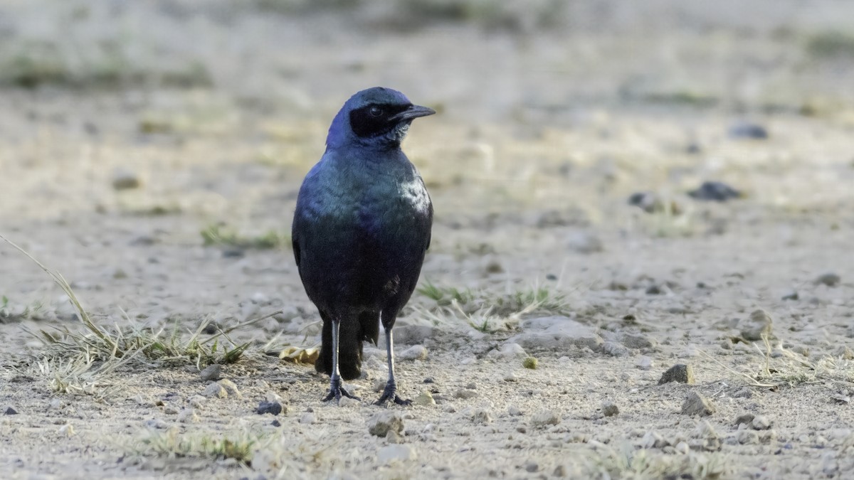 Burchell's Starling - ML637955654