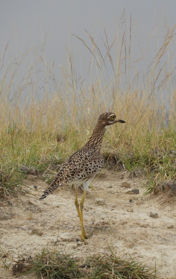 Spotted Thick-knee - ML637955677