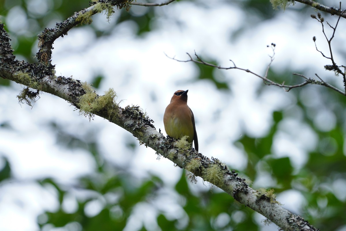 Cedar Waxwing - ML637955698