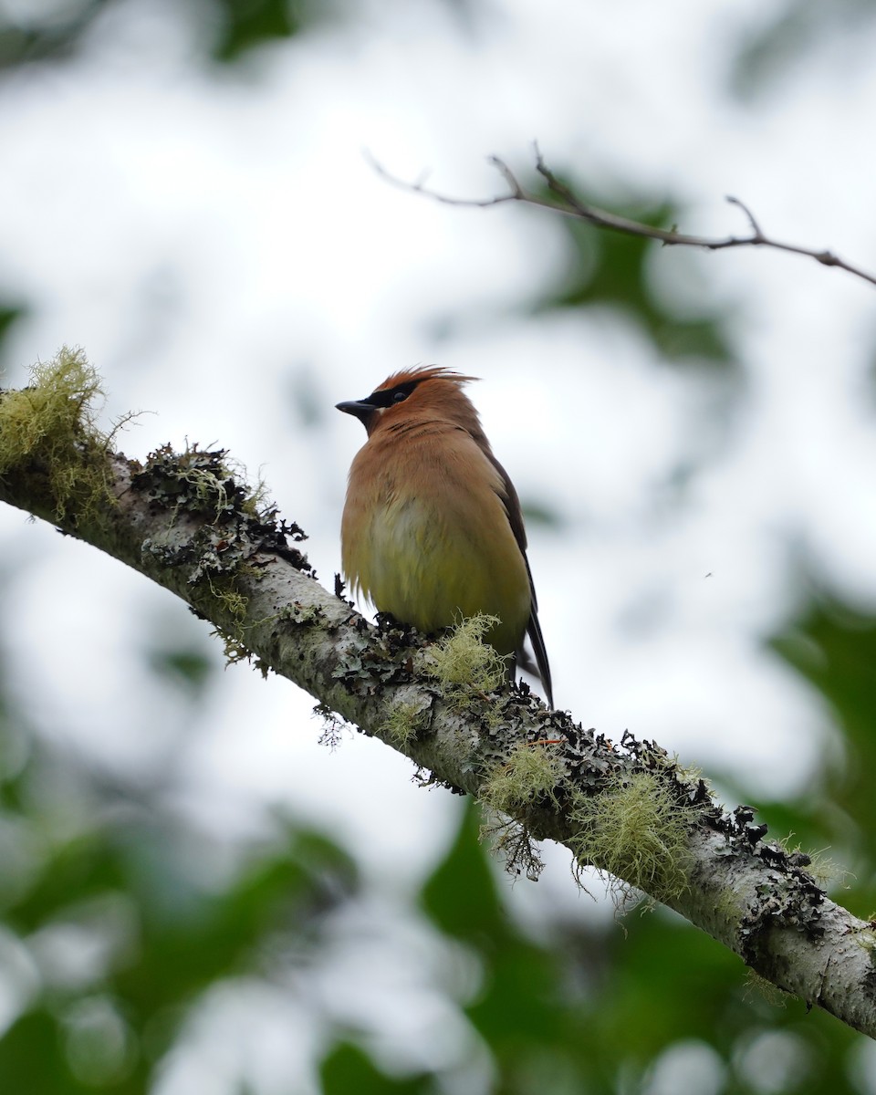 Cedar Waxwing - ML637955701