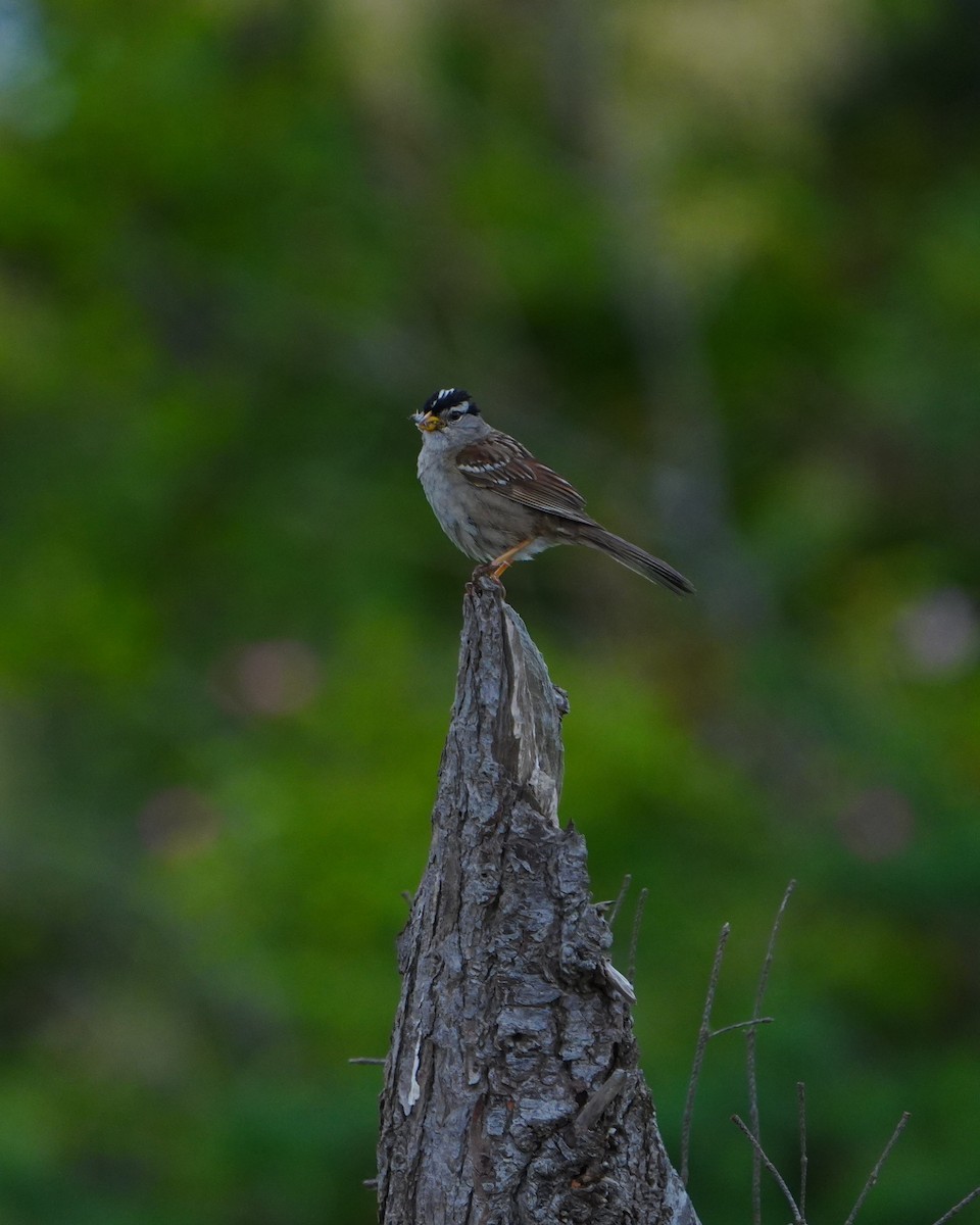 White-crowned Sparrow - ML637955707