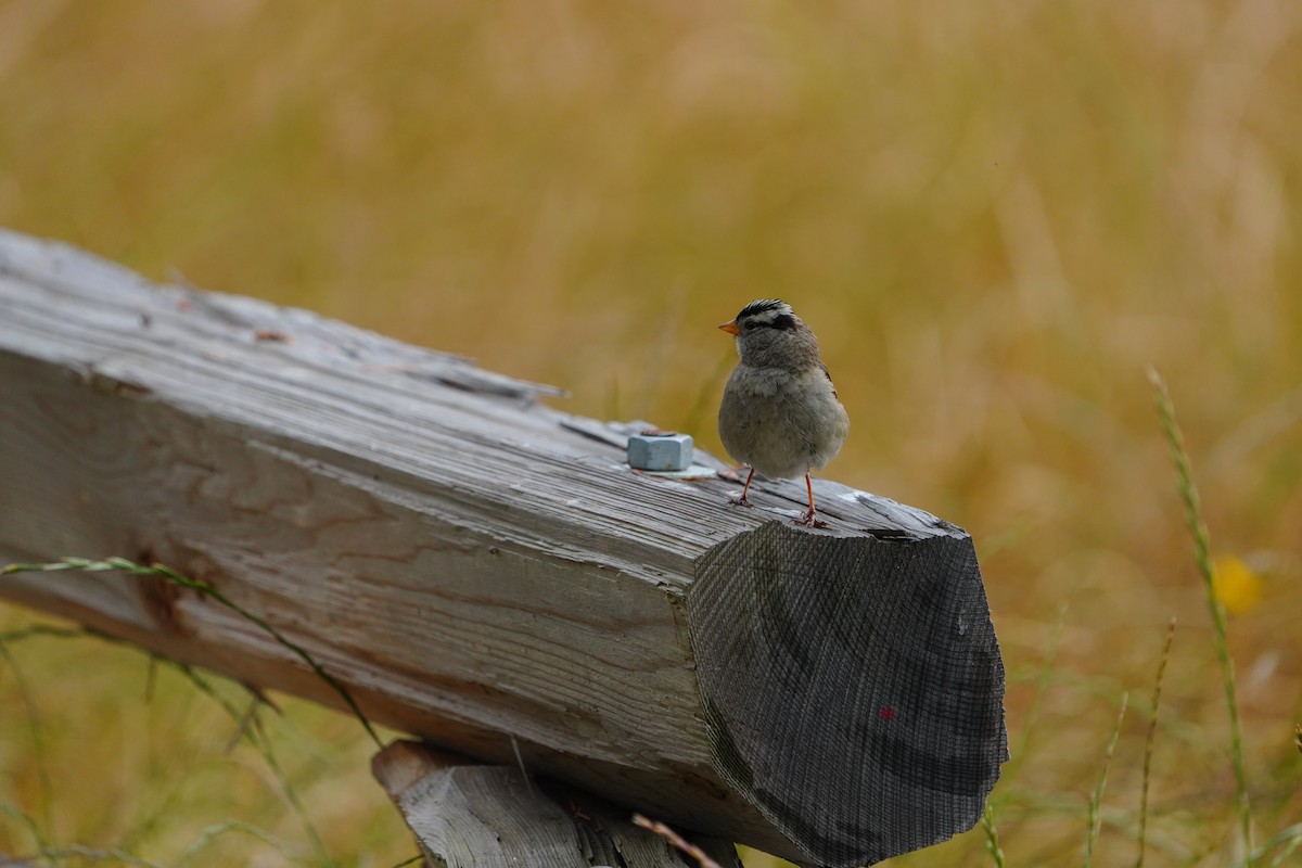 White-crowned Sparrow - ML637955708