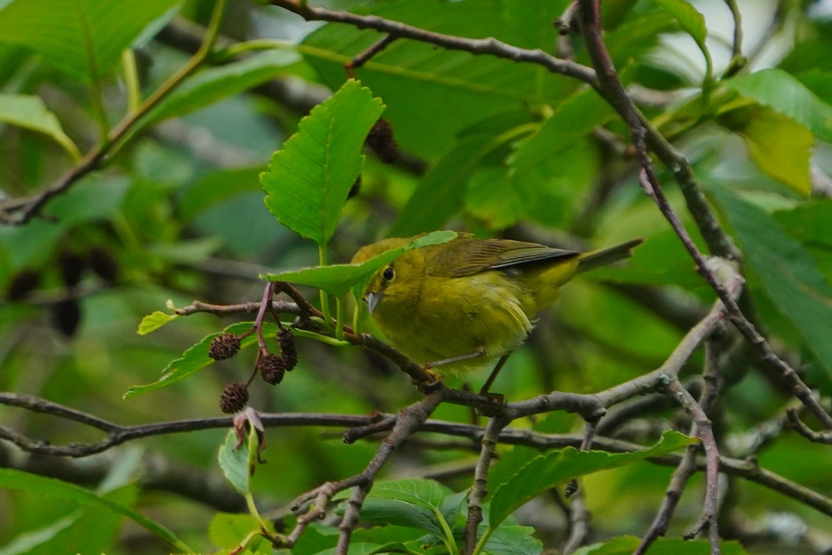 Orange-crowned Warbler - ML637955720