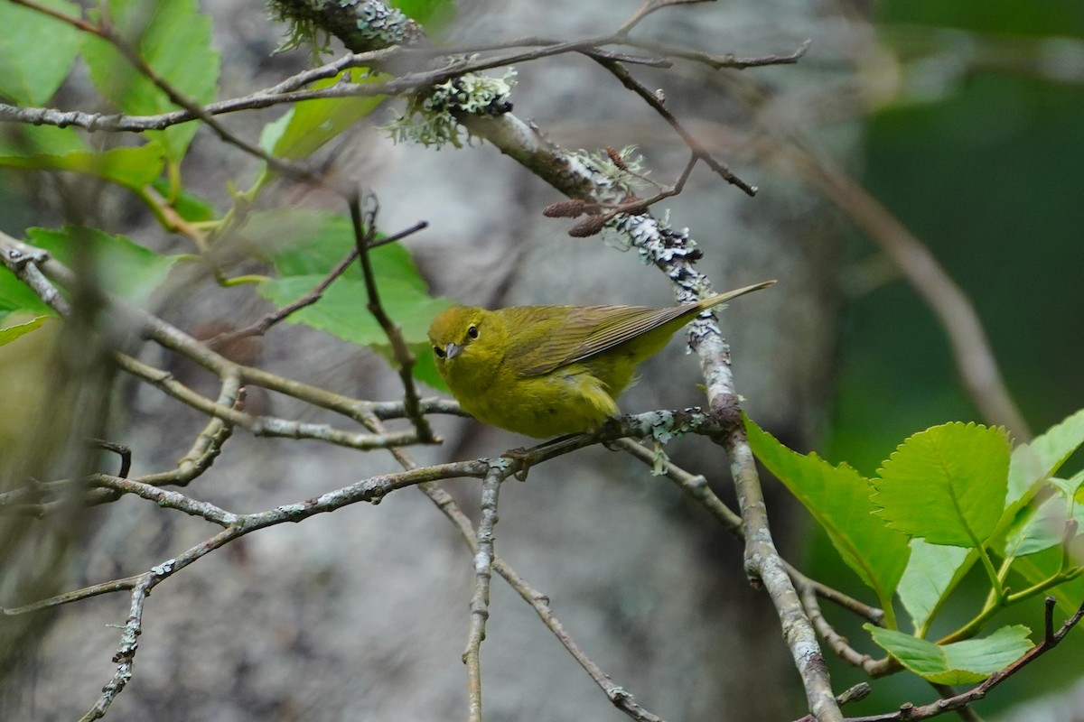 Orange-crowned Warbler - ML637955721