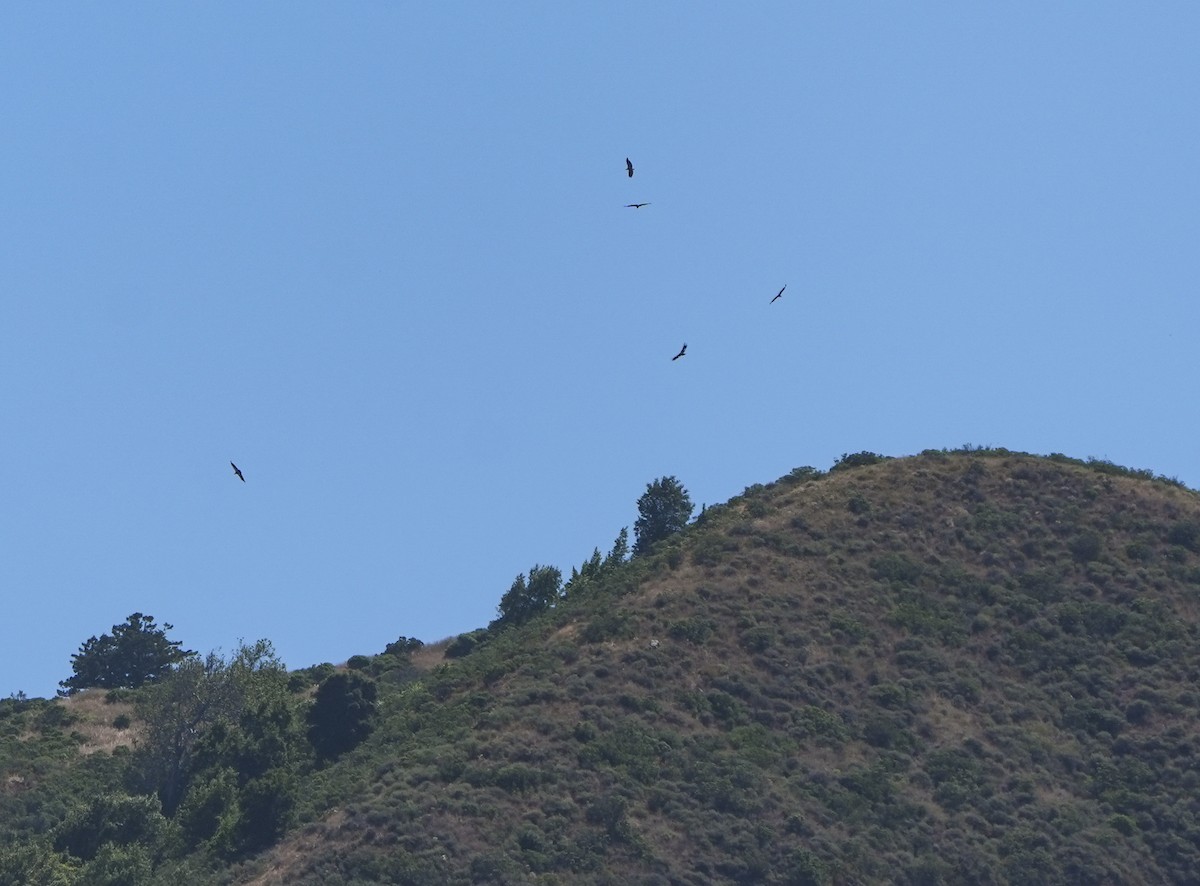 California Condor - ML637955762