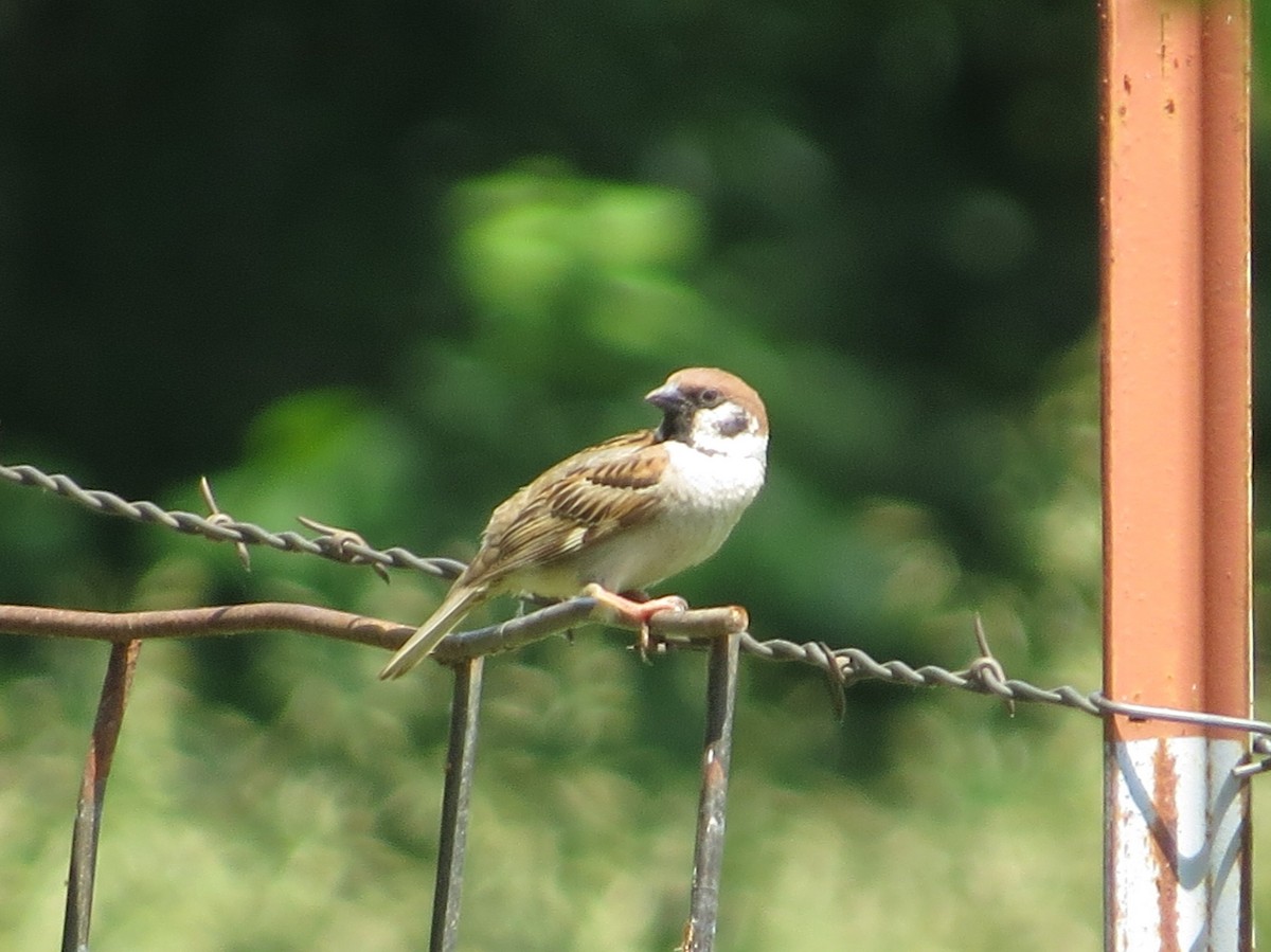 Eurasian Tree Sparrow - ML637955824