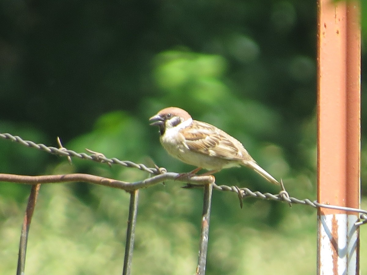 Eurasian Tree Sparrow - ML637955825