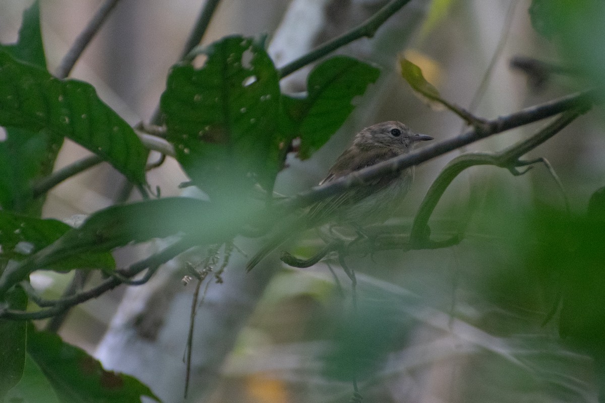 Fuscous Flycatcher - ML637955852