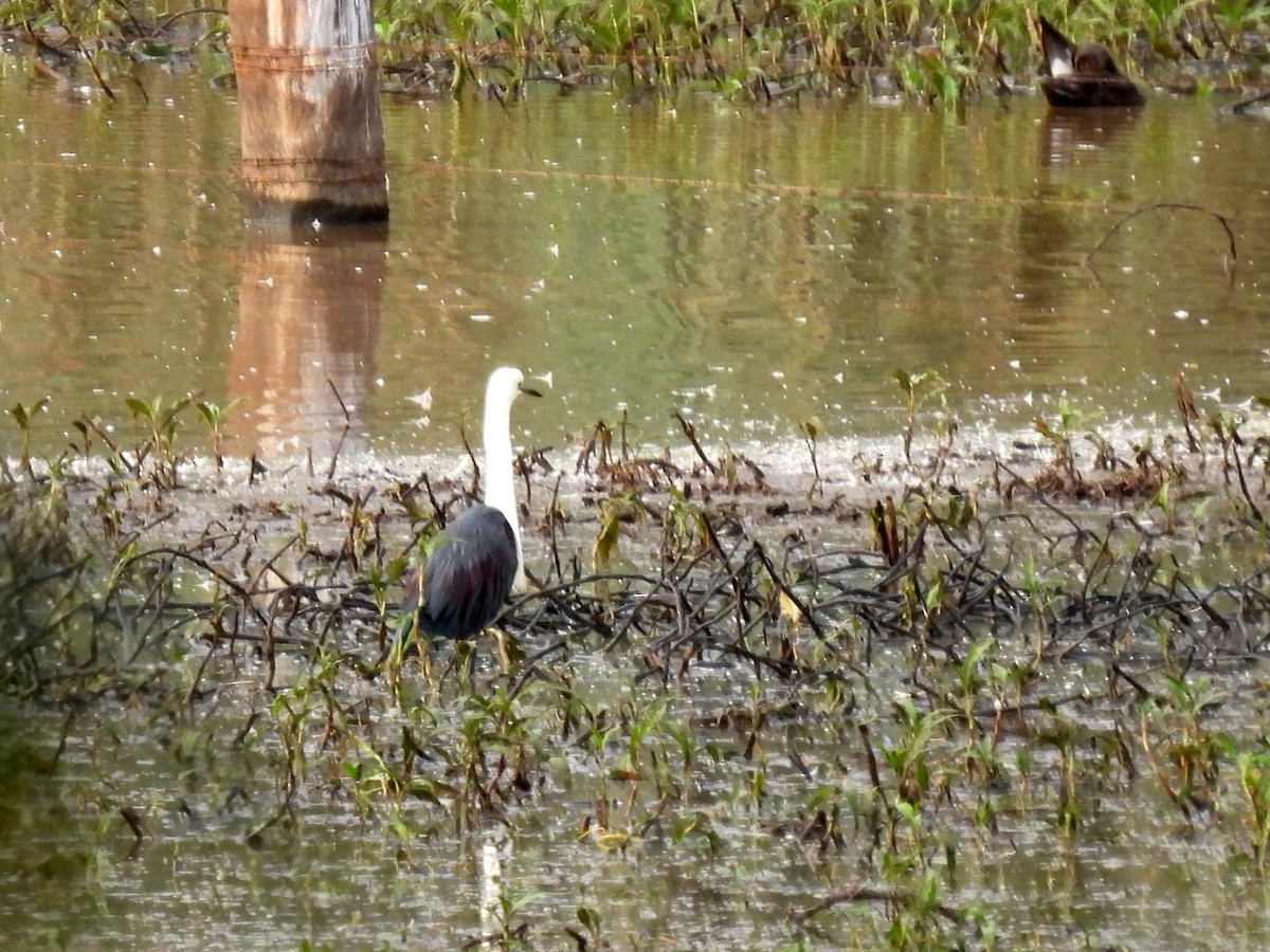 Pacific Heron - ML637955878
