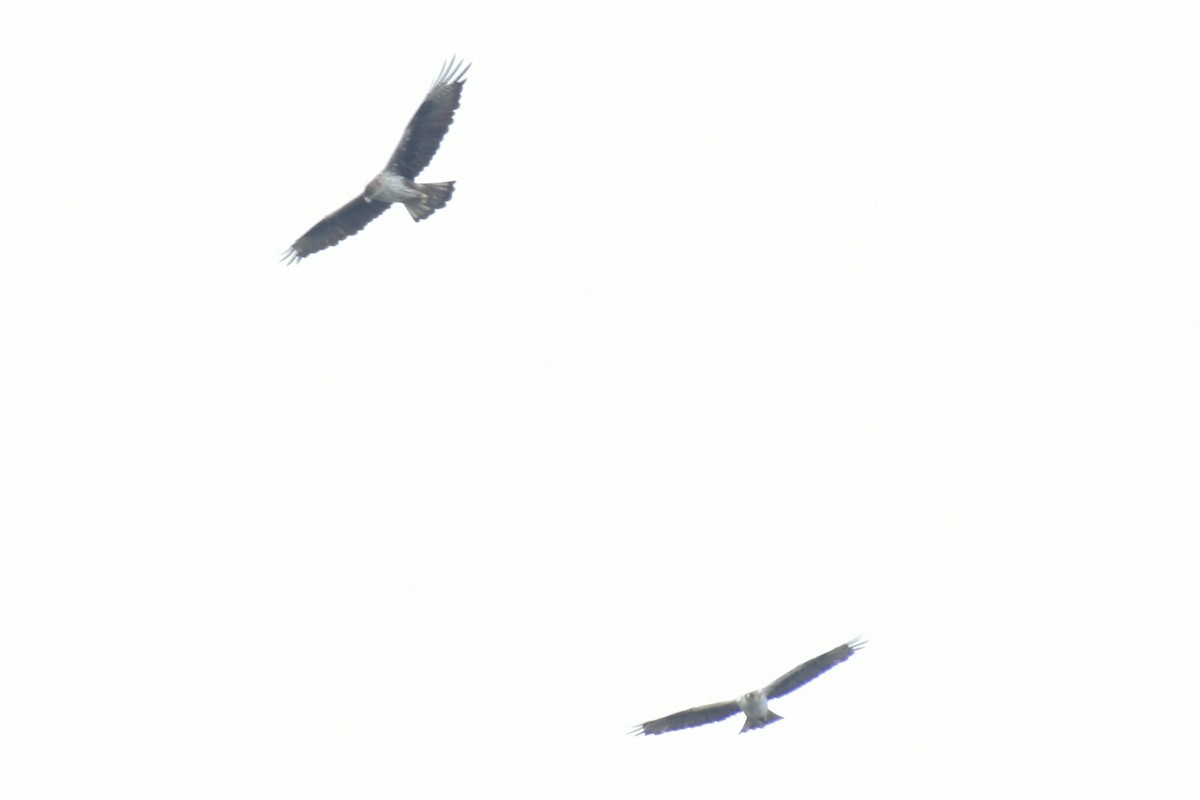 Bonelli arranoa - ML637955883