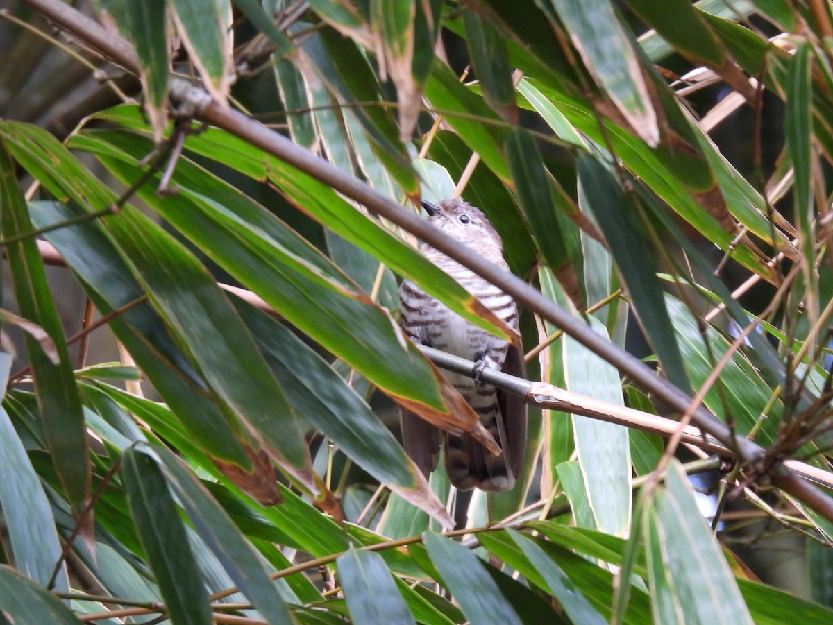 Shining Bronze-Cuckoo - ML637955885