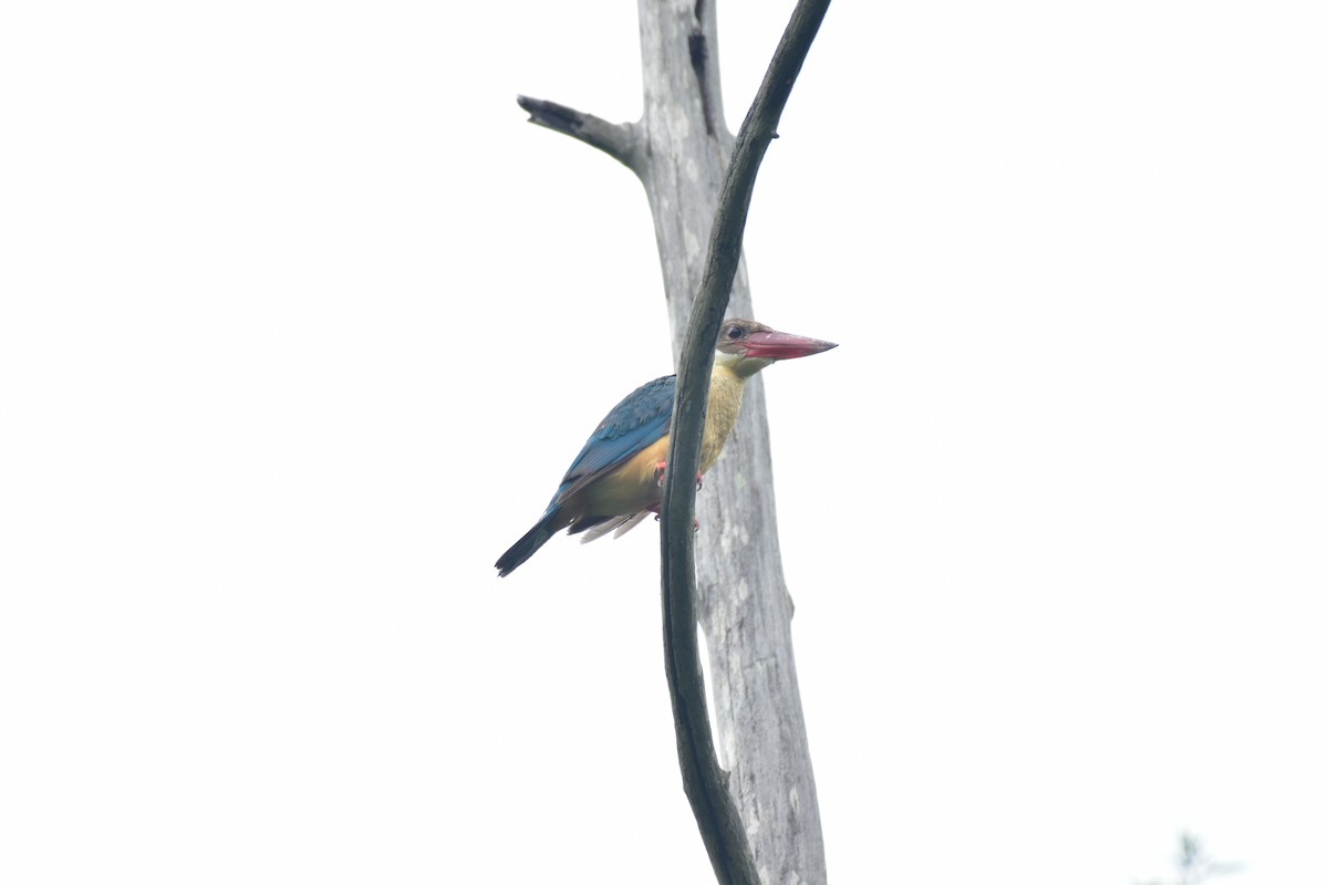 Stork-billed Kingfisher - ML637955889