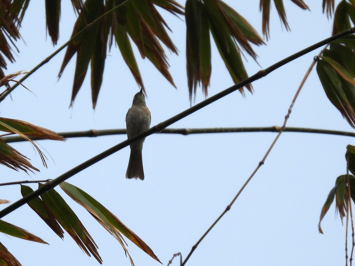 Yellow-faced Honeyeater - ML637955898