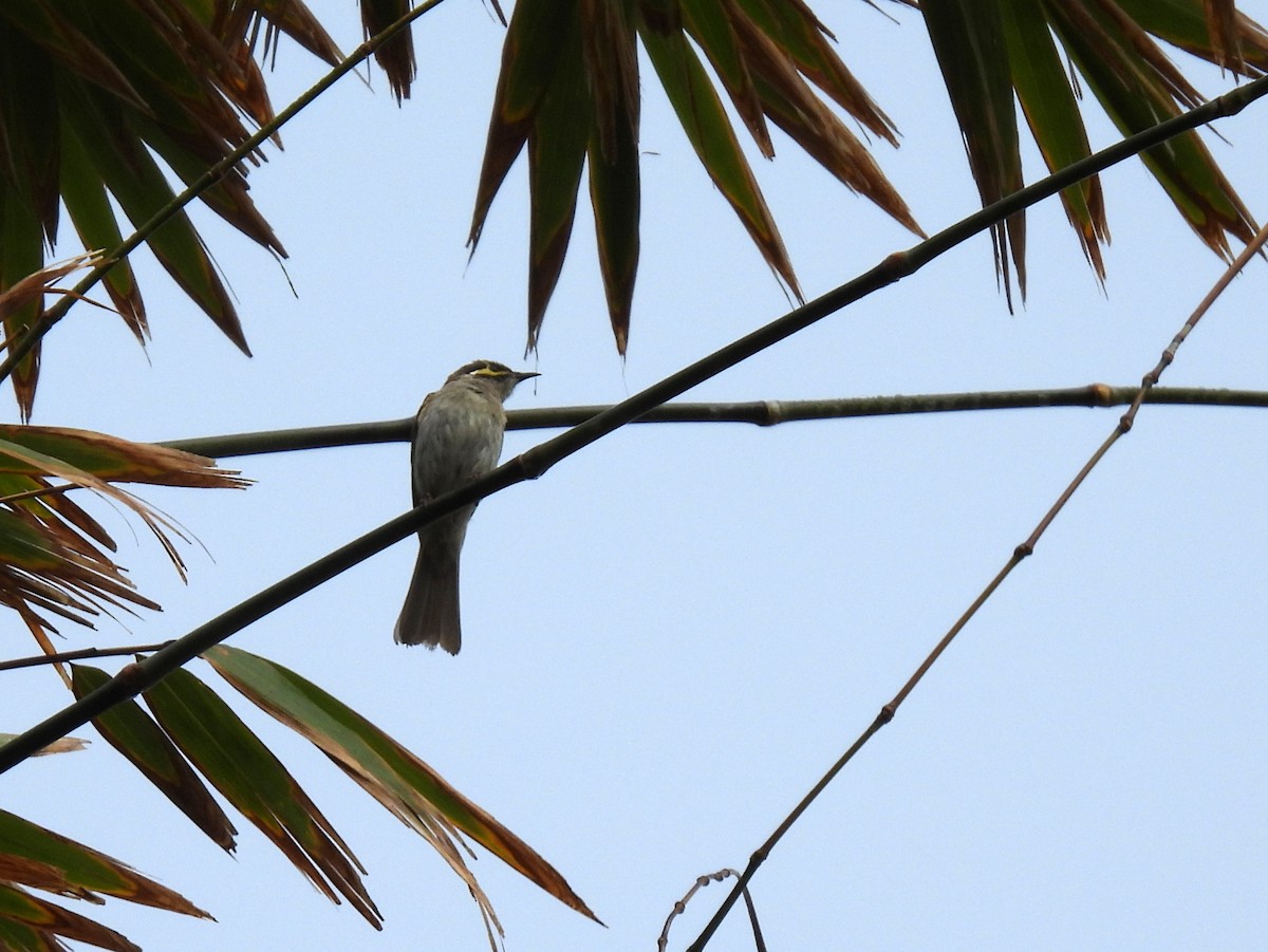 Yellow-faced Honeyeater - ML637955899