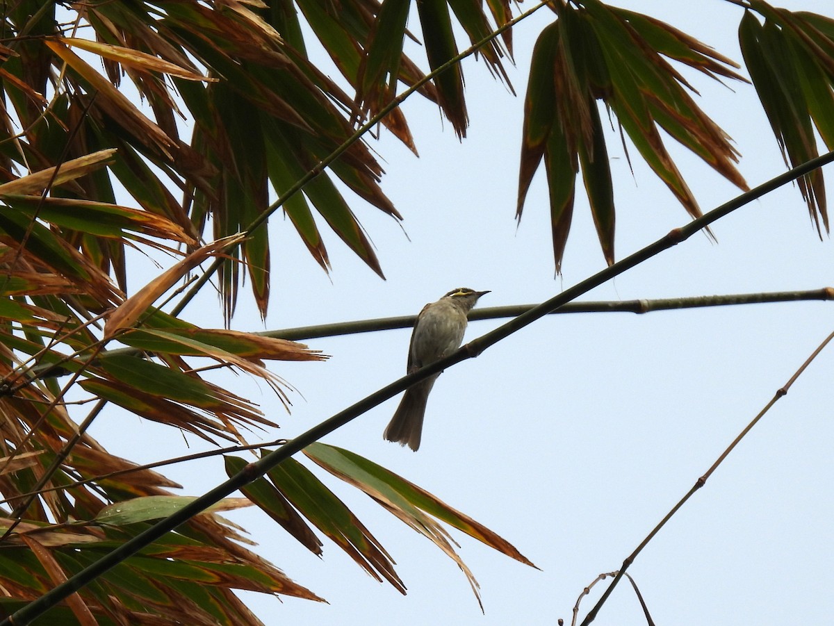 Yellow-faced Honeyeater - ML637955900