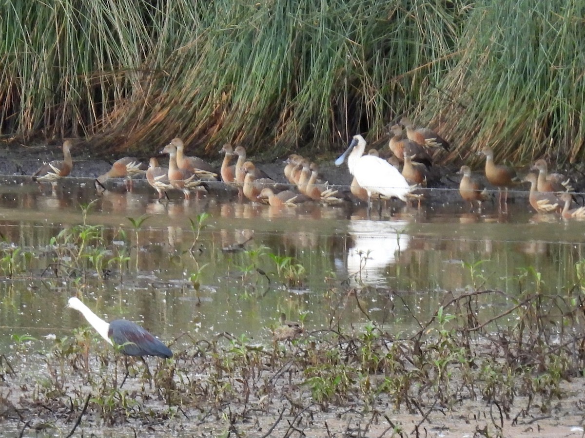 Royal Spoonbill - ML637955908