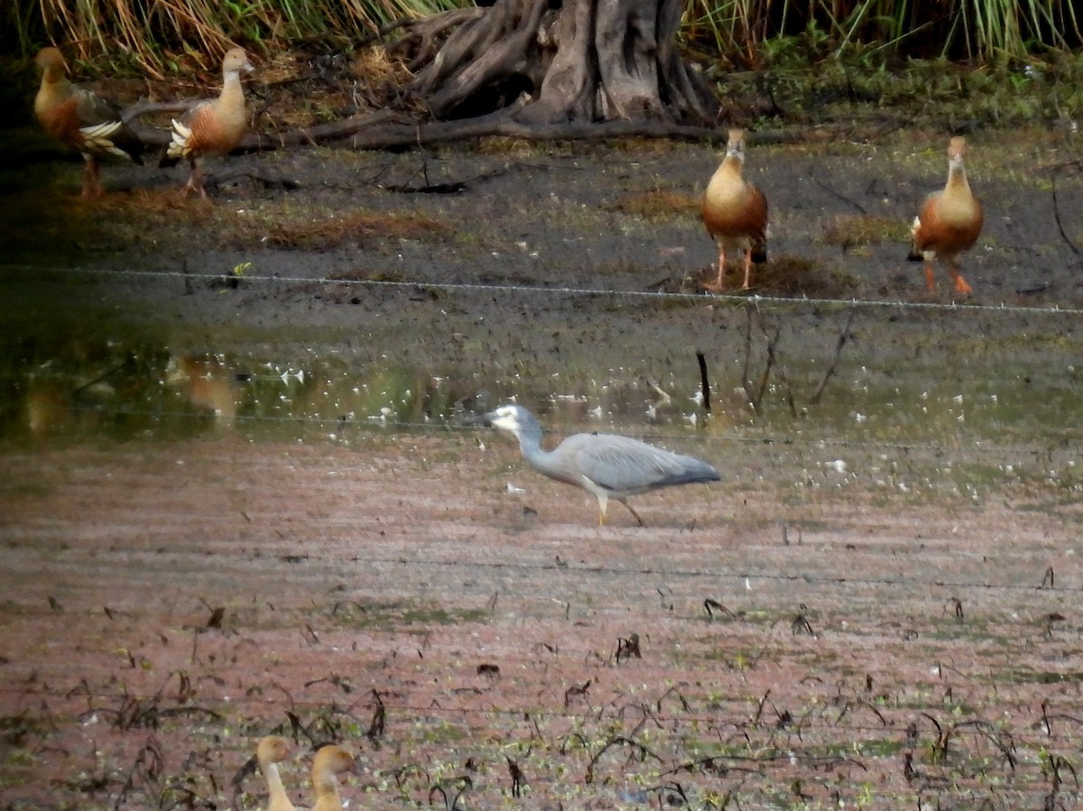White-faced Heron - ML637955913