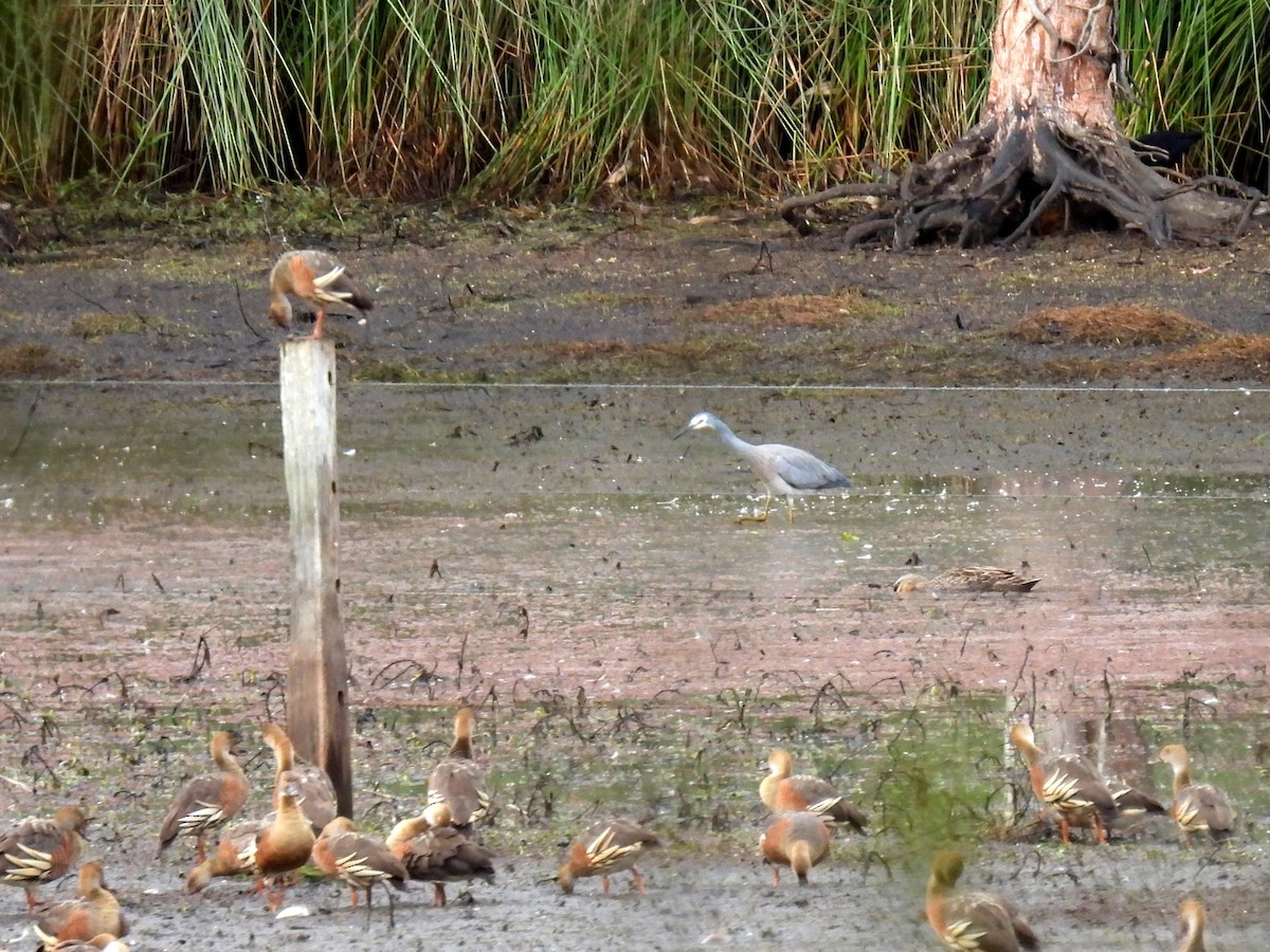 White-faced Heron - ML637955914
