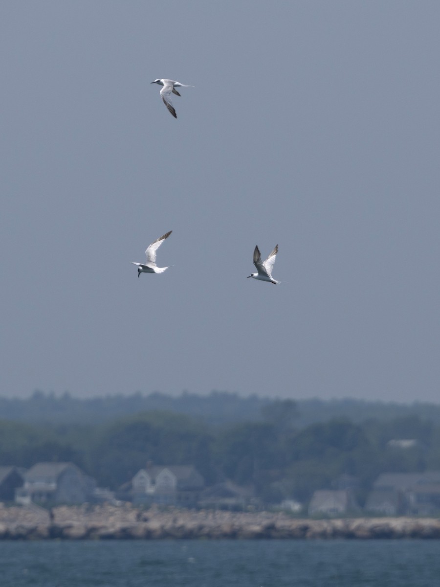 Крячок неоарктичний - ML637955918