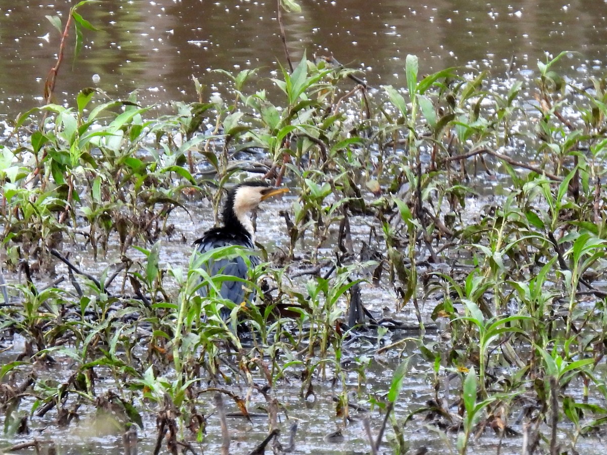 Little Pied Cormorant - ML637955921