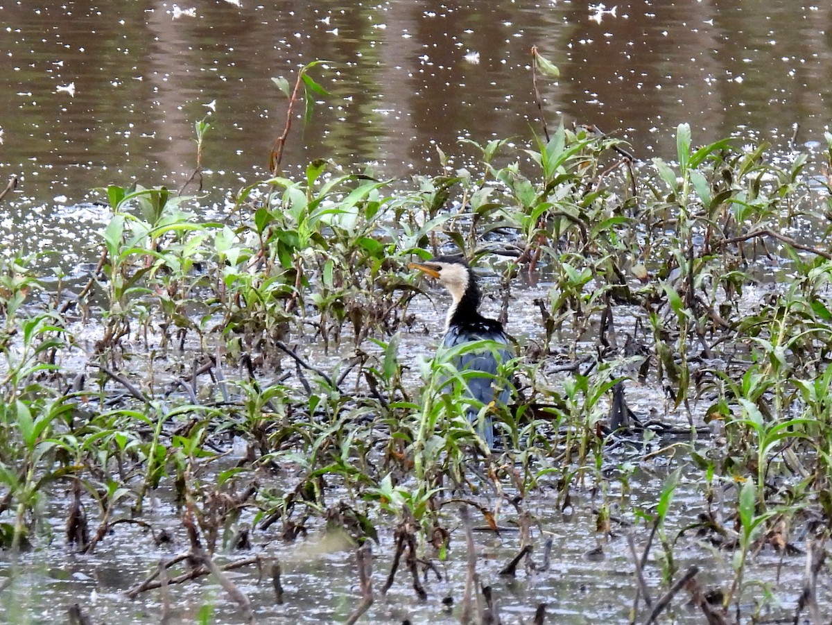 Little Pied Cormorant - ML637955922