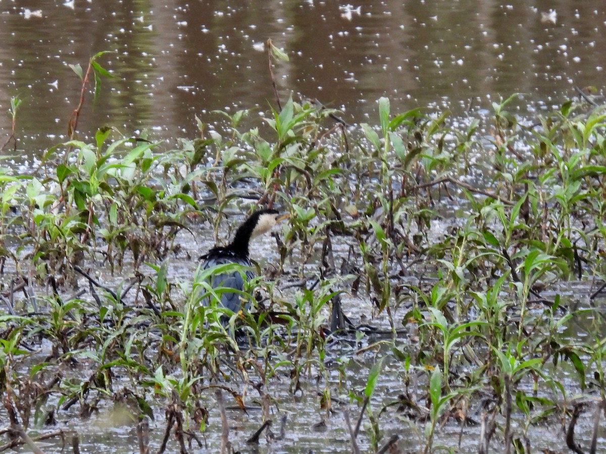 Little Pied Cormorant - ML637955923