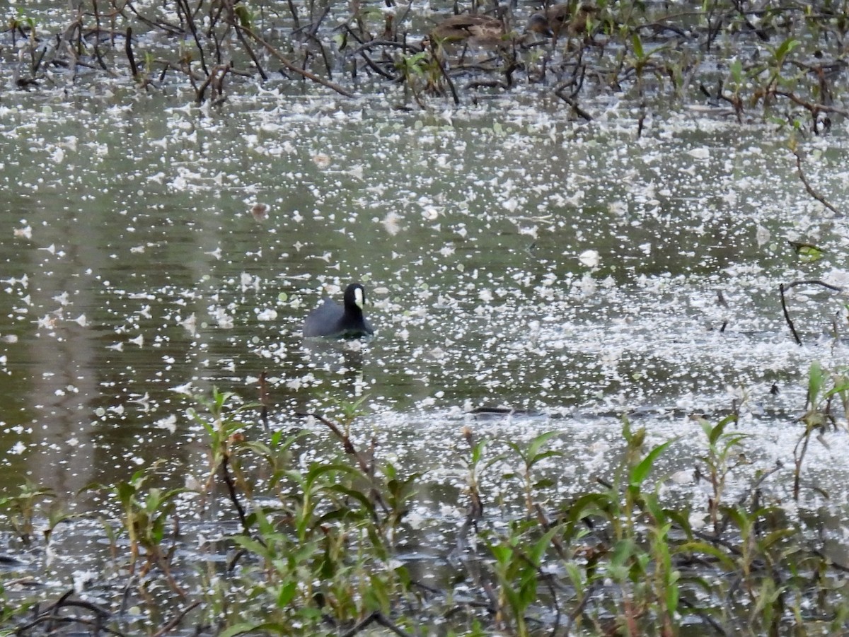 Eurasian Coot - ML637955932