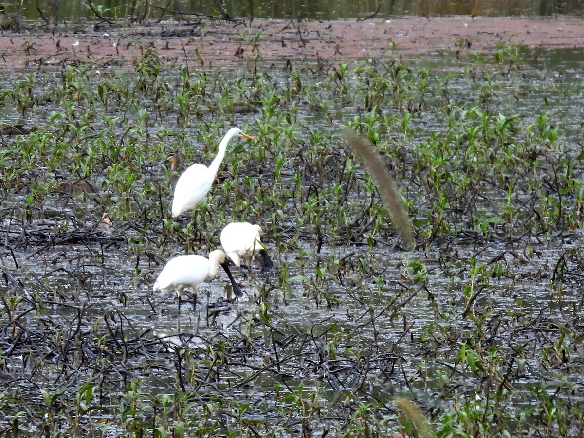 Great Egret - ML637955952